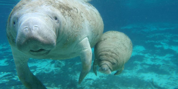 DOLPHIN DISCOVERY CONMEMORA POR 6º AÑO CONSECUTIVO EL “DÍA INTERNACIONAL DEL MANATÍ”