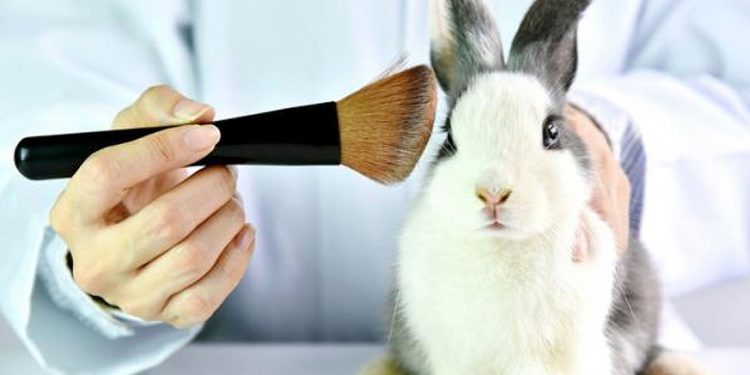 SENADO PROHÍBE USO DE ANIMALES PARA PRUEBAS DE COSMÉTICOS; IMPONE PENAS DE HASTA 7 AÑOS