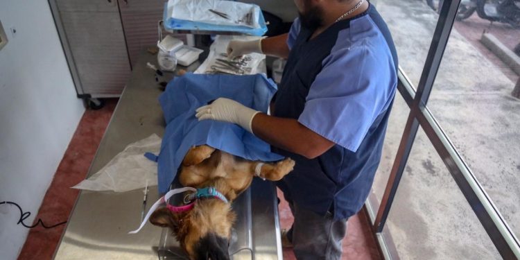 CONTINÚA EN ISLA MUJERES LA CAMPAÑA DE ESTERILIZACIÓN CANINA Y FELINA