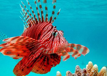 PROMUEVE GOBIERNO DE ISLA MUJERES LA REGULACIÓN DEL PEZ LEÓN