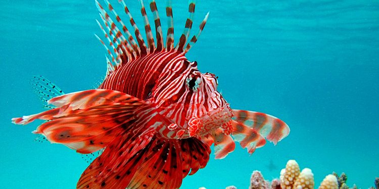 PROMUEVE GOBIERNO DE ISLA MUJERES LA REGULACIÓN DEL PEZ LEÓN