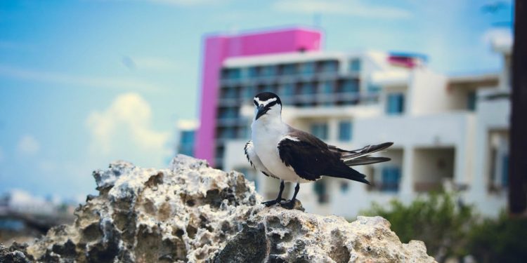 PROMUEVEN EN ISLA MUJERES LA PRESERVACIÓN DE LOS CHARRANES