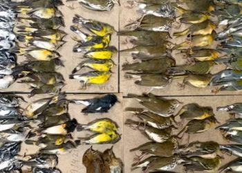 MÁS DE 300 AVES MURIERON TRAS CHOCAR CON RASCACIELOS EN NUEVA YORK