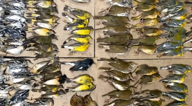 MÁS DE 300 AVES MURIERON TRAS CHOCAR CON RASCACIELOS EN NUEVA YORK