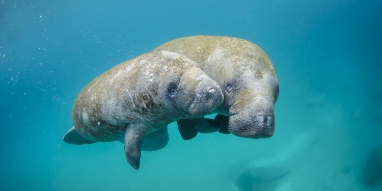 QUINTANA ROO EXHORTA A LA PROTECCIÓN DE LOS MANATÍES MEDIANTE CONFERENCIA OFRECIDA POR MAGDALENA VÁZQUEZ Y GUILLERMO VELÁZQUEZ INVESTIGADORES DE LA UQROO
