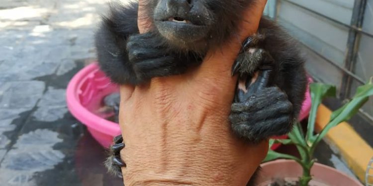 AZCARM EXIGE ACTUACIÓN INMEDIATA DE AUTORIDADES ANTE GRAVE INCREMENTO DE TRÁFICO Y POSESIÓN DE MONOS ARAÑA Y SARAGUATOS