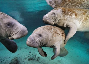 CELEBRAN EN ISLA MUJERES EL “DÍA NACIONAL DEL MANATÍ”