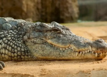 HOMBRE PIERDE EL BRAZO TRAS EL ATAQUE DE UN LAGARTO