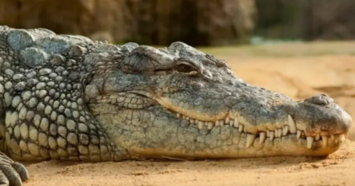 HOMBRE PIERDE EL BRAZO TRAS EL ATAQUE DE UN LAGARTO