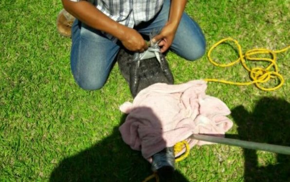 RESCATAN A COCODRILO HERIDO VARADO EN LAGUNA DE BACALAR