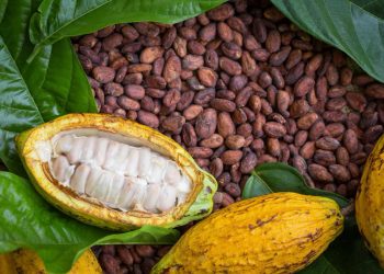 CONMEMORARÁ SECRETARÍA DE TURISMO “DÍA NACIONAL DEL CACAO Y CHOCOLATE”