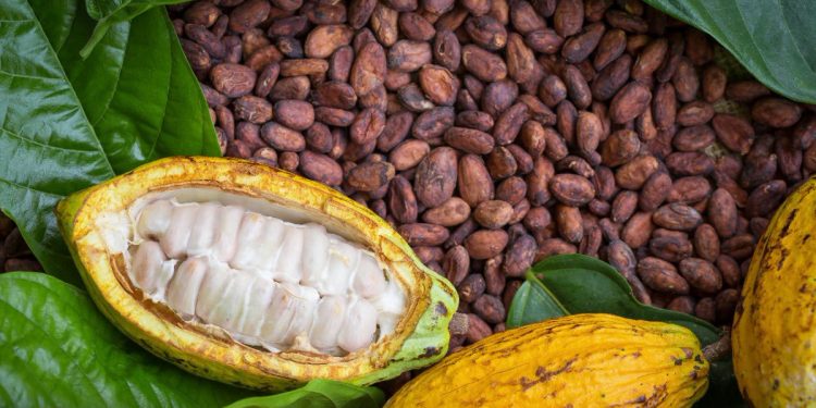 CONMEMORARÁ SECRETARÍA DE TURISMO “DÍA NACIONAL DEL CACAO Y CHOCOLATE”