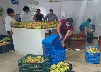 DERRAMA ECONÓMICA DE 50 MILLONES DE PESOS EN PITAHAYA PARA EUA