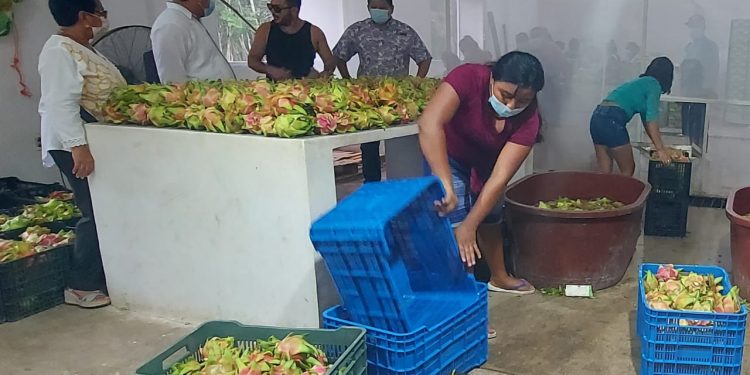 DERRAMA ECONÓMICA DE 50 MILLONES DE PESOS EN PITAHAYA PARA EUA