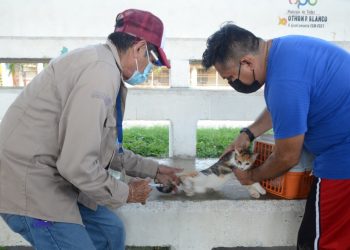 ARRANCÓ EN QUINTANA ROO LA JORNADA NACIONAL DE VACUNACIÓN ANTIRRÁBICA CANINA Y FELINA 2021