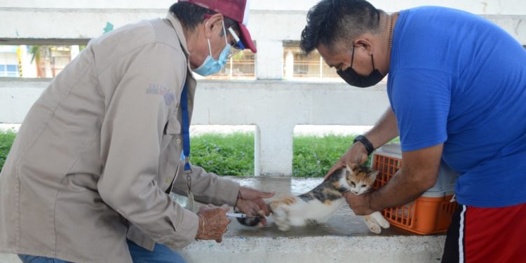 ARRANCÓ EN QUINTANA ROO LA JORNADA NACIONAL DE VACUNACIÓN ANTIRRÁBICA CANINA Y FELINA 2021