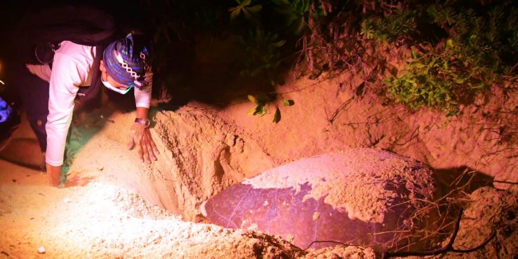 LA FPMC HA CONTABILIZADO MIL 200 NIDOS EN EL CAMPAMENTO TORTUGUERO DE PUNTA SUR