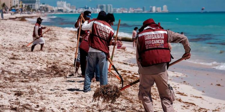 DISMINUYE PRESENCIA DE SARGAZO EN PLAYAS DE QUINTANA ROO
