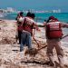 DISMINUYE PRESENCIA DE SARGAZO EN PLAYAS DE QUINTANA ROO