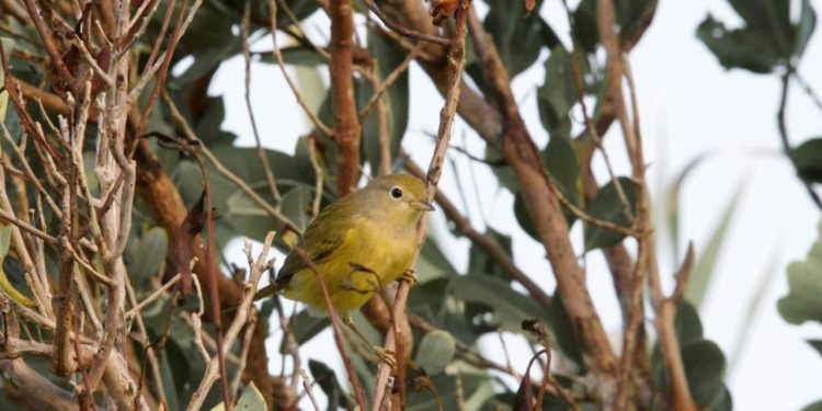 LA FPMC PARTICIPÓ EN EL 13° FESTIVAL DE LAS AVES ISLA COZUMEL
