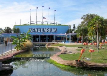 THE DOLPHIN COMPANY DA LA BIENVENIDA A MIAMI SEAQUARIUM A SU FAMILIA DE PARQUES