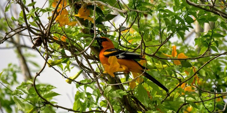 TULUM COUNTRY CLUB CELEBRA EL DÍA MUNDIAL DE LOS ANIMALES EN CONJUNTO CON LA FUNDACIÓN ECOLÓGICA ECO-BAHIA CREANDO CONCIENCIA EN LA COMUNIDAD DEL CONTROL DE VELOCIDAD Y PASO DE FAUNA
