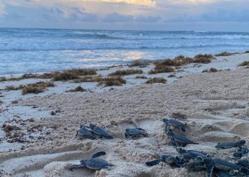 LA FUNDACIÓN ECOLÓGICA ECO-BAHÍA ANUNCIA EL PRE-CIERRE DE LA TEMPORADA DE ANIDACIÓN DE TORTUGAS CON UNA ACTIVIDAD CON LA LIBERACIÓN DE CRÍAS DE LOS ÚLTIMOS NIDOS EN LOS CORRALES DE INCUBACIÓN DE ESTE AÑO