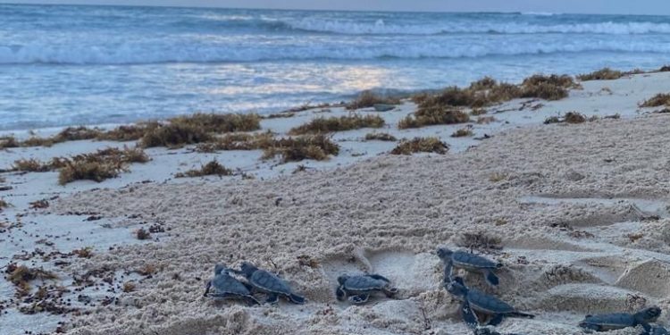 LA FUNDACIÓN ECOLÓGICA ECO-BAHÍA ANUNCIA EL PRE-CIERRE DE LA TEMPORADA DE ANIDACIÓN DE TORTUGAS CON UNA ACTIVIDAD CON LA LIBERACIÓN DE CRÍAS DE LOS ÚLTIMOS NIDOS EN LOS CORRALES DE INCUBACIÓN DE ESTE AÑO