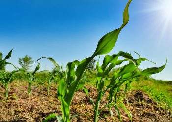 EL FUTURO DEL MERCADO DE CAFÉ EN MÉXICO ESTÁ EN LA AGRICULTURA SOSTENIBLE