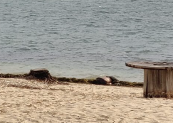 APARECE CUERPO DE UN HOMBRE FLOTANDO EN PUERTO JUÁREZ