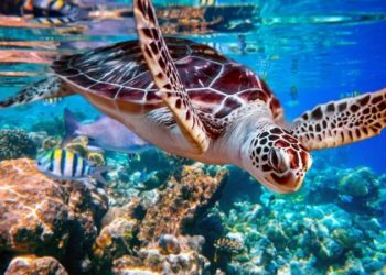 LANZAN DOCUMENTAL SOBRE TORTUGAS MARINAS EN MÉXICO