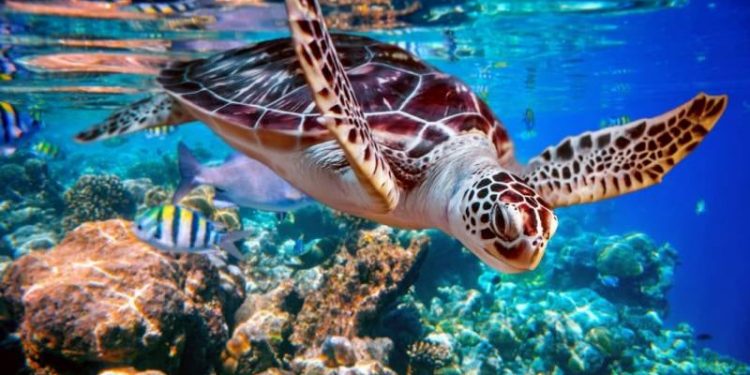 LANZAN DOCUMENTAL SOBRE TORTUGAS MARINAS EN MÉXICO