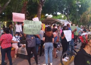 DEFENSORES DE ANIMALES PIDEN QUE REGLAMENTO NO PROHÍBA DEJAR ALIMENTO EN LA VÍA PÚBLICA PARA LA FAUNA CALLEJERA