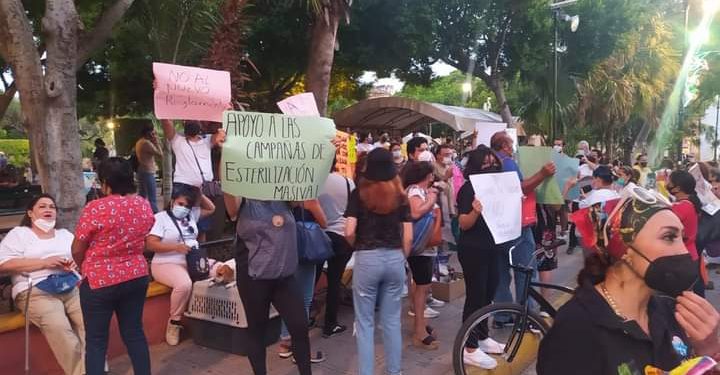 DEFENSORES DE ANIMALES PIDEN QUE REGLAMENTO NO PROHÍBA DEJAR ALIMENTO EN LA VÍA PÚBLICA PARA LA FAUNA CALLEJERA