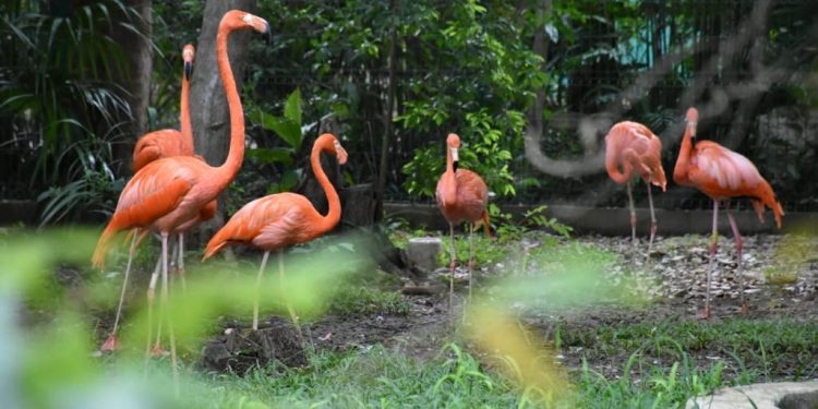 RESCATARÁN ZOOLOGICO PAYO OBISPO