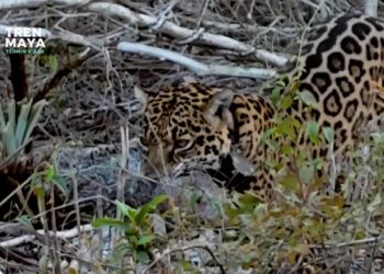 Hembras jaguar se integraron exitosamente a la selva en Lázaro Cárdenas