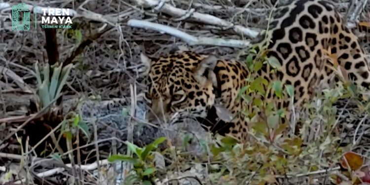 Hembras jaguar se integraron exitosamente a la selva en Lázaro Cárdenas
