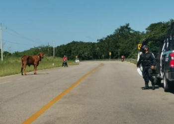 Toro suelto provoca complicaciones viales en José María Morelos
