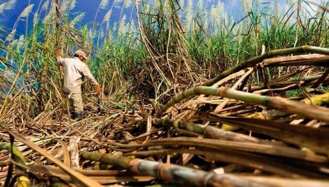 Reto de La Zafra 2021-2022 para cañeros quintanarroenses