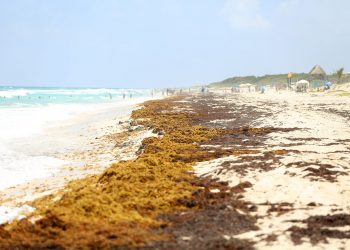 ALERTAN SOBRE LA CONTAMINACIÓN POR ARRIBO MASIVO DEL SARGAZO A YUCATÁN