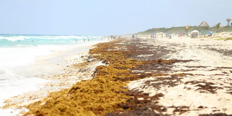 ALERTAN SOBRE LA CONTAMINACIÓN POR ARRIBO MASIVO DEL SARGAZO A YUCATÁN