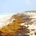 ALERTAN SOBRE LA CONTAMINACIÓN POR ARRIBO MASIVO DEL SARGAZO A YUCATÁN