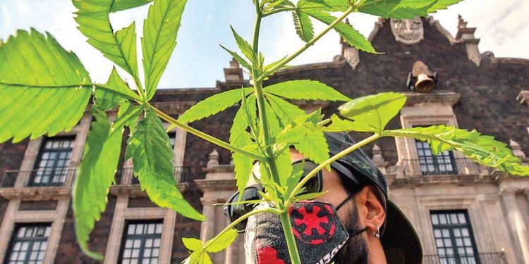 Aprueba el Senado de la República la portación de 200 g de Cannabis a los consumidores