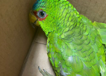 Detienen a traficantes de aves en Playa del Carmen