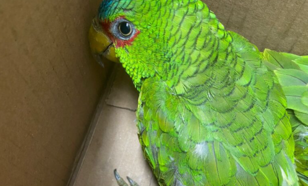 Detienen a traficantes de aves en Playa del Carmen