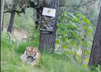 Tigre es captado por automovilistas en la carretera Juanacatlán-Tapalpa en Jalisco