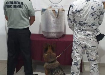 DETECTAN PERROS ENTRENADOS 22 KILOS DE MARIHUANA EN AEROPUERTO DE CANCÚN