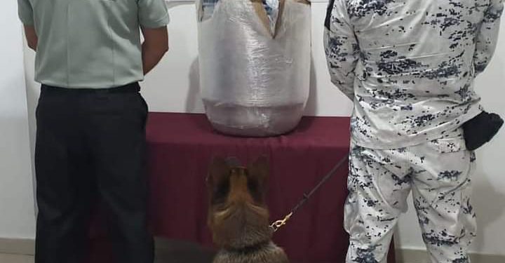 DETECTAN PERROS ENTRENADOS 22 KILOS DE MARIHUANA EN AEROPUERTO DE CANCÚN