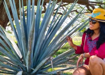 Esperan para diciembre más de 60 mil turistas en la Ruta del Tequila