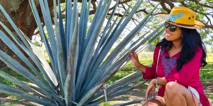 Esperan para diciembre más de 60 mil turistas en la Ruta del Tequila